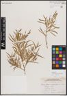 Foto von Salix exigua var. pedicellata (Andersson) Cronquist